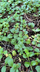 Veronica officinalis