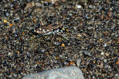 Cicindela oregona