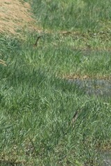 Botaurus lentiginosus