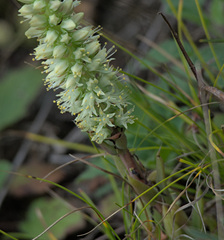 Orostachys spinosa