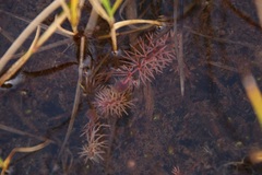 Utricularia intermedia