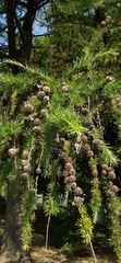 Larix decidua