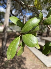 Quercus fusiformis