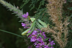 Hierodula transcaucasica