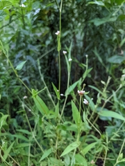 Persicaria sagittata