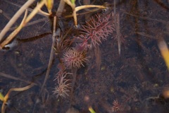 Utricularia intermedia