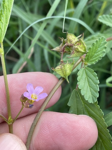 pyramidflower (Melochia pyramidata)