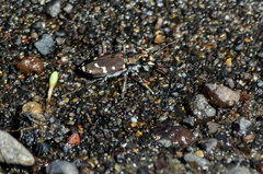 Cicindela oregona