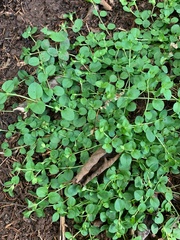 Veronica serpyllifolia
