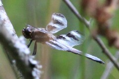 Libellula pulchella