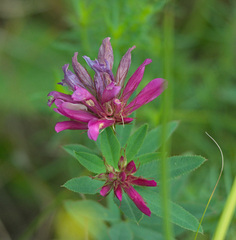 Trifolium lupinaster