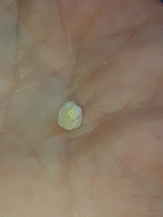Asparagoideae