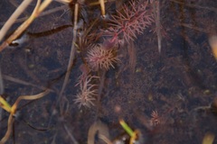 Utricularia intermedia