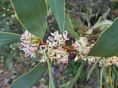 Hakea