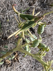 Proboscidea louisianica