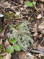Usnea strigosa