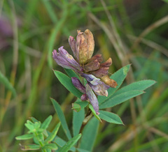 Trifolium lupinaster