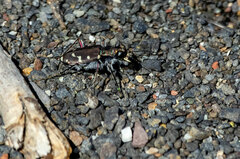 Cicindela oregona