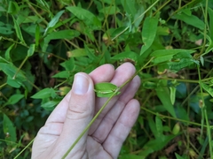 Persicaria sagittata