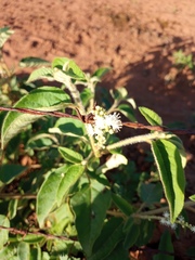 Croton