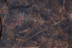 Utricularia intermedia