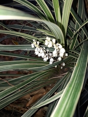 Asparagoideae