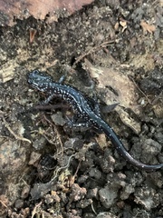 Plethodon cylindraceus