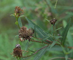 Trifolium lupinaster