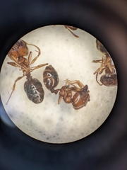 Pheidole crassicornis