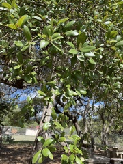 Quercus fusiformis
