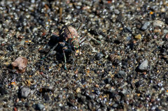 Cicindela oregona