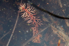 Utricularia intermedia