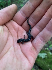 Plethodon cylindraceus