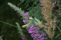 Hierodula transcaucasica