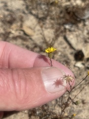 Lessingia pectinata pectinata