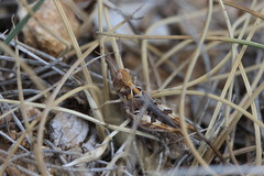 Dociostaurus jagoi occidentalis