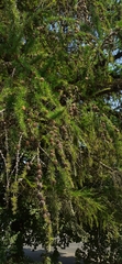 Larix decidua