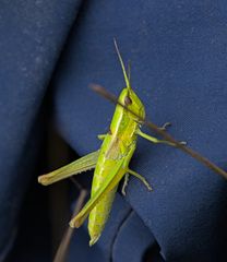 Euthystira brachyptera