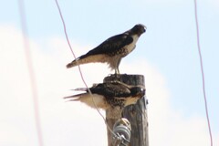Buteo jamaicensis calurus