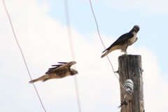 Buteo jamaicensis calurus