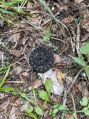 Sistrurus miliarius barbouri