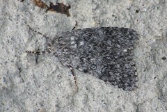 Acronicta euphorbiae
