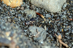 Cicindela haemorrhagica