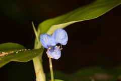 Commelina diffusa