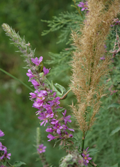 Hierodula transcaucasica