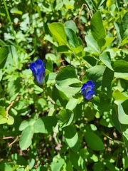 Gentiana calycosa