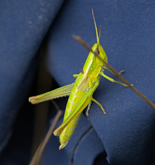 Euthystira brachyptera