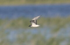 Chlidonias leucopterus