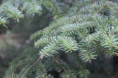 Abies balsamea