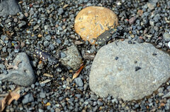 Cicindela haemorrhagica